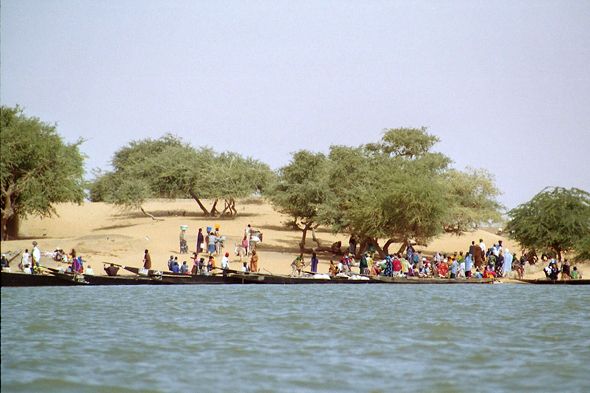 Niger cayı