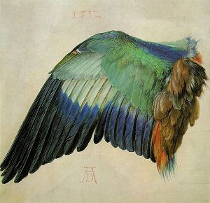 Wing of a Roller (1512), Albrecht D&uuml;rer