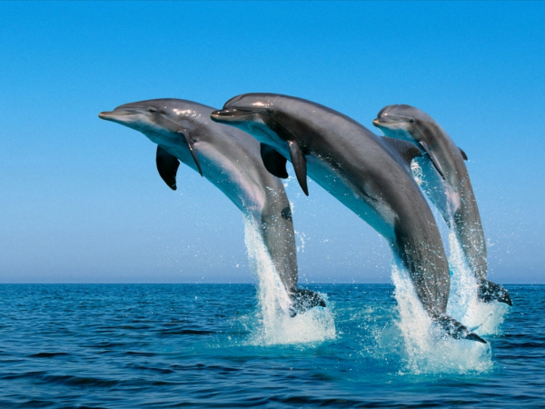Delfinlər haqqında bilmədiklərimiz