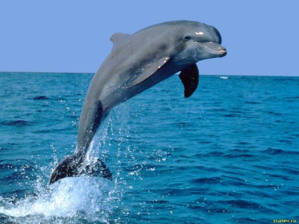 delfinlər