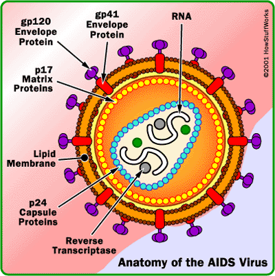HİV virusunun anatomik quruluşu