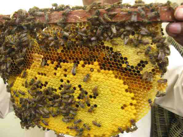 arılar,arı balı,arı və bal