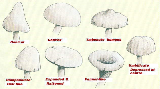 fungi (göbələklər,mushrooms)