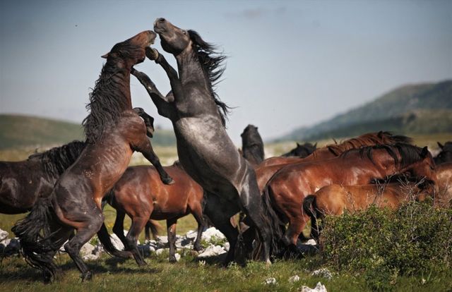 atların öpüşməsi. kiss of horses