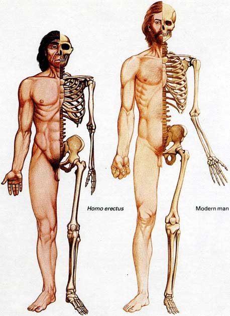 Homo Sapiens, Homo erectus,insan (adam)